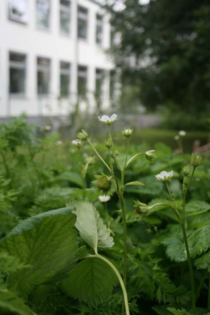 fromund-grundschule-schulgarten-2